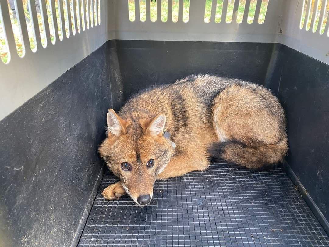 Immagine per Ferita a San Martino, la cucciola di sciacallo dorato ora corre nel Carso